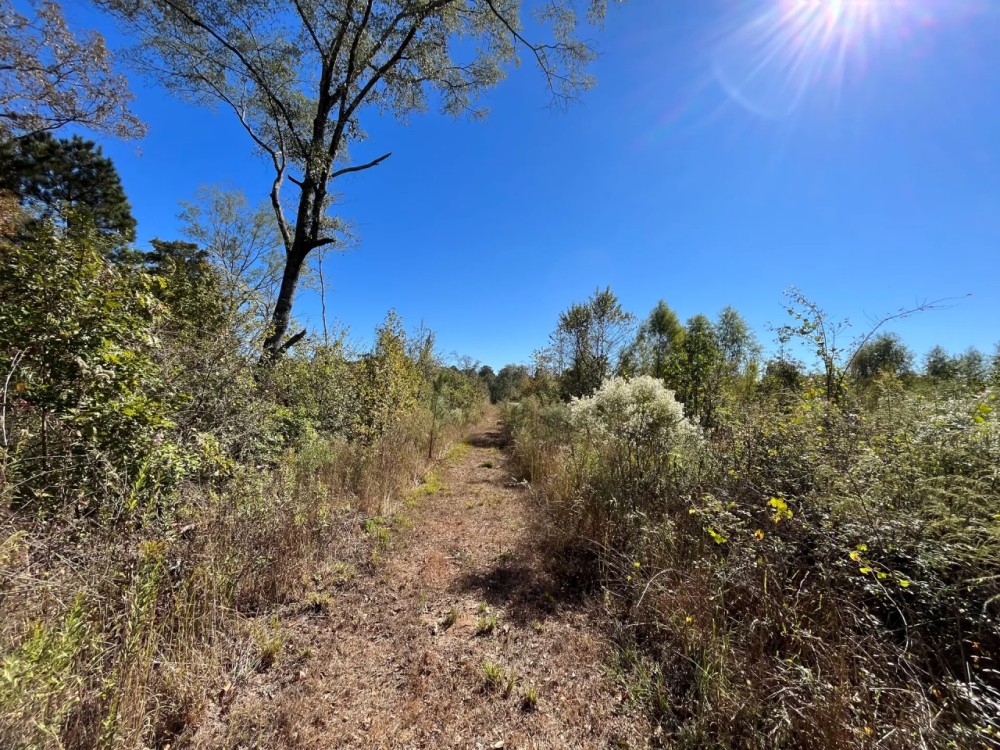 20 Acres in Union Parish Louisiana featured image