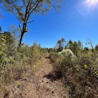20 Acres in Union Parish Louisiana