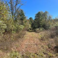 20 Acres in Union Parish Louisiana images 3