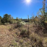 20 Acres in Union Parish Louisiana images 4