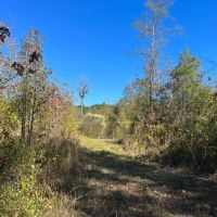 20 Acres in Union Parish Louisiana images 5