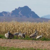 Sandhill State WMA - 9,150 Acres for Hunting Deer in Wood, WI images 5