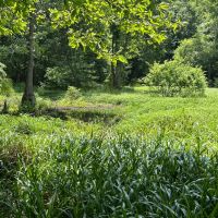34 Acres in Winston County MS images 2