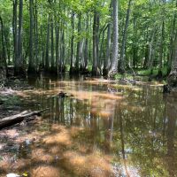 34 Acres in Winston County MS images 3