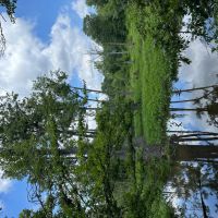 34 Acres in Winston County MS images 4