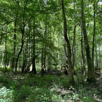 34 Acres in Winston County MS images 5
