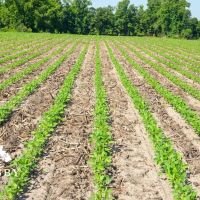 Carver Road Farm images 2