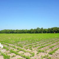 Carver Road Farm images 4