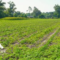 Carver Road Farm images 5