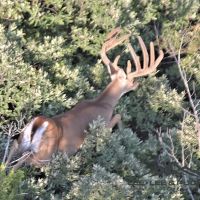 Wilson Carlsbad Ranch images 4