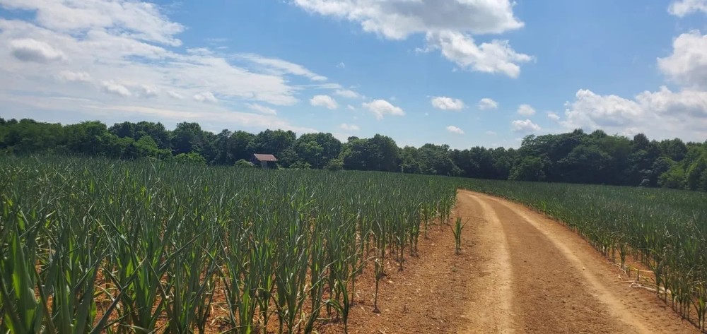 - 194 Acres - Harbour Lane Ararat NC - Surry Co featured image