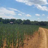 - 194 Acres - Harbour Lane Ararat NC - Surry Co