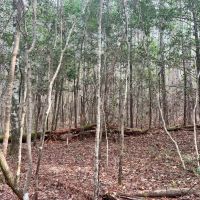 32 Acres in Wayne County MS in the heart of the DeSotot Ntl Forest images 5