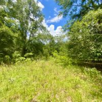 Lot 2 NE Dandelion 11 Acres images 3