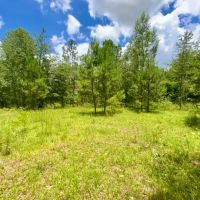 Lot 2 NE Dandelion 11 Acres images 4