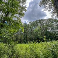 310 Acres Ellis Lane 01167 images 3