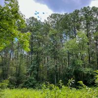 310 Acres Ellis Lane 01167 images 4