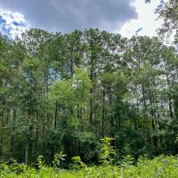310 Acres Ellis Lane 01167 images 5