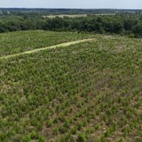 603 Acres with a Lodge in Sumter County Georgia images 5