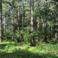 273 Edger Holmes Road images 5