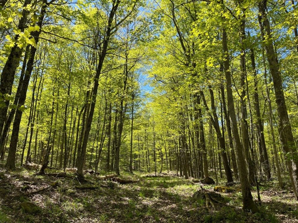 New Property 300-acre Hunting Land for sale spring-fed pond Interior Roads and Marketable timber. featured image