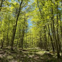 New Property 300-acre Hunting Land for sale spring-fed pond Interior Roads and Marketable timber.