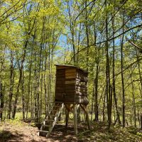 New Property 300-acre Hunting Land for sale spring-fed pond Interior Roads and Marketable timber. images 4