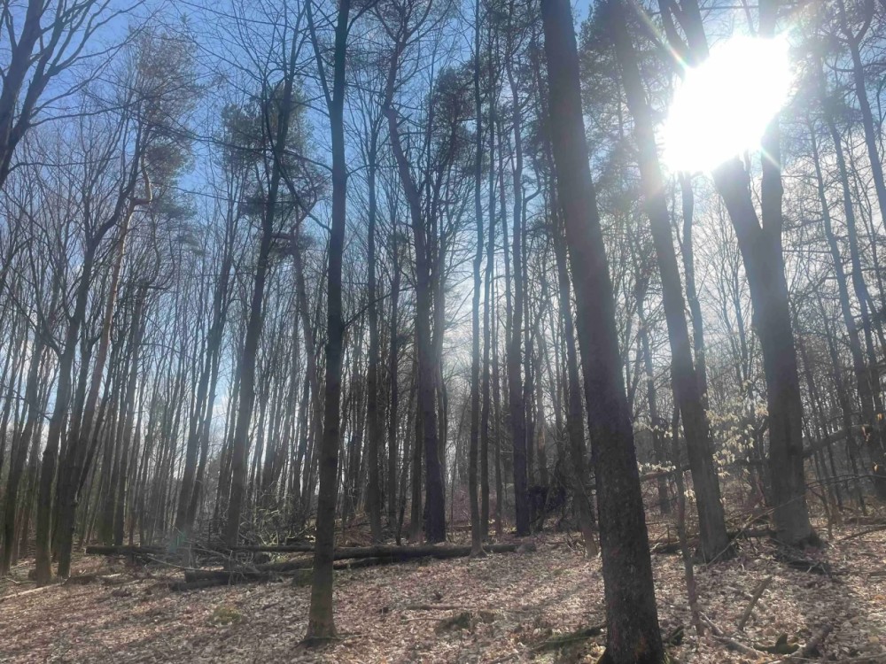 25 acres Woodlands and Building Lot with a Drilled Water Well in Springwater NY Harpers Ferry Road featured image