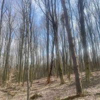 25 acres Woodlands and Building Lot with a Drilled Water Well in Springwater NY Harpers Ferry Road images 5