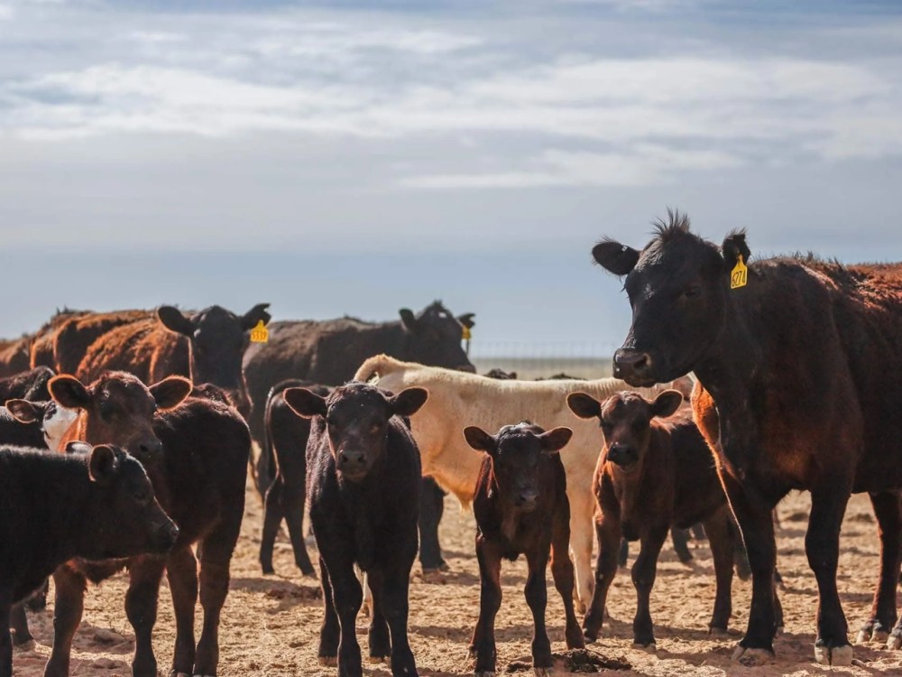 Ten Mile Ranch featured image