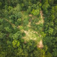 Whitetail Woods images 5