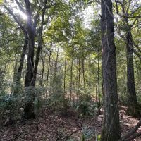 58.51 Acres in Franklin Parish LA images 5