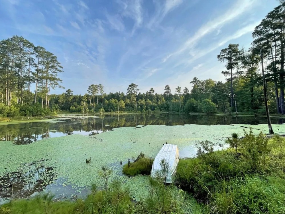 82 Acres Hunting Timberland for Sale South AR featured image