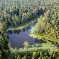 82 Acres Hunting Timberland for Sale South AR images 2