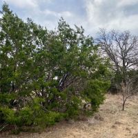 Price Improvement 13.9 - Acres Callahan County images 1