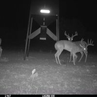 1200 acres in Maverick County