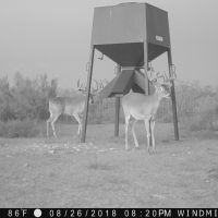 Deer 3