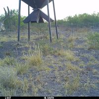Deer 4