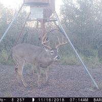 Deer 6