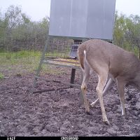 Deer 7