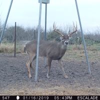 Deer 8