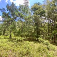 Lot 1 NE Dandelion 11 Acres images 4