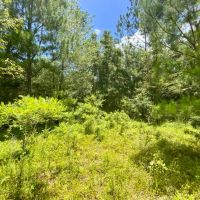 Lot 1 NE Dandelion 11 Acres images 5