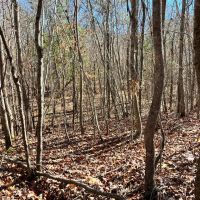 Hubbertville Alabama - 97 Acres images 5