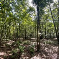 Beautiful 16 - acres five miles south of Union Springs images 2