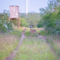 West Webb Ranch images 2