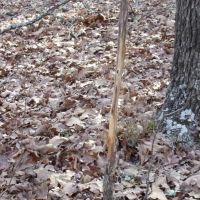 Hwy 5 South Frontage Hunting Building Acreage -Ozark County images 3