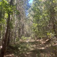 50 - acres Perry County AL images 3