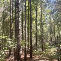 50 - acres Perry County AL images 5
