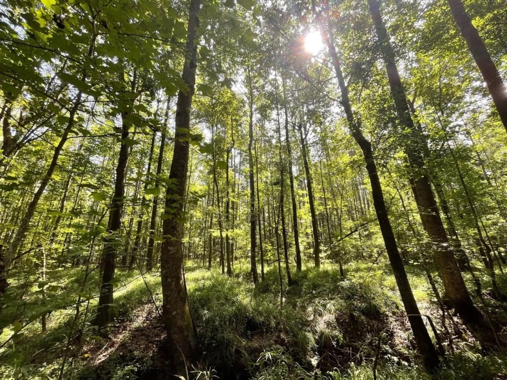 Hunting and Recreation Tract In The Heart of The Blackbelt featured image